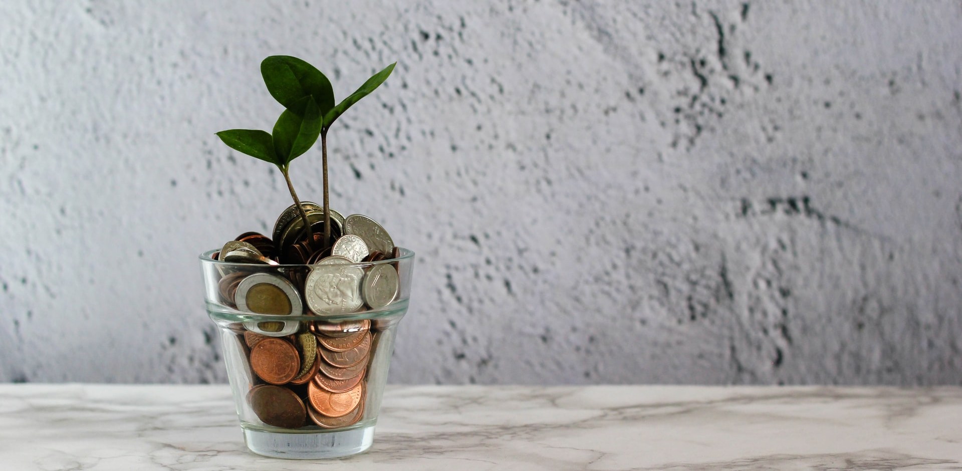 money plant cropped