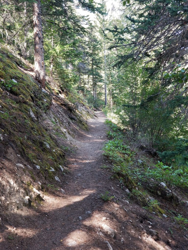 colorado homeschooling path in woods