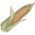 corn